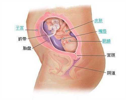 代怀孕八个月代孕胎儿天津代孕网哪个正规一天