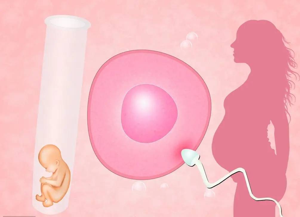供卵试管怎么操作，女人吃什么养卵巢